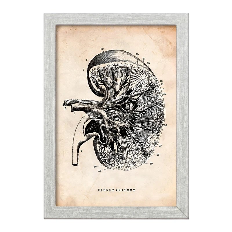 تابلو خندالو طرح آناتومی کلیه (kidney Anatomy) کد F13951