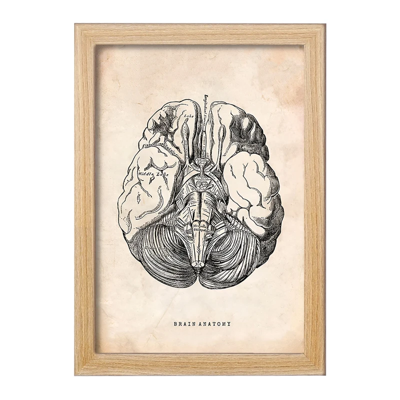 تابلو خندالو طرح آناتومی مغز (Brain Anatomy) کد F13945