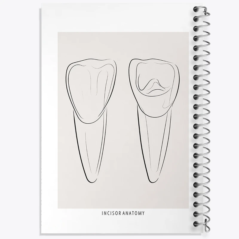 دفتر طراحی 50 برگ خندالو طرح آناتومی دندان‌های پیشین (Incisor Anatomy) کد F13938