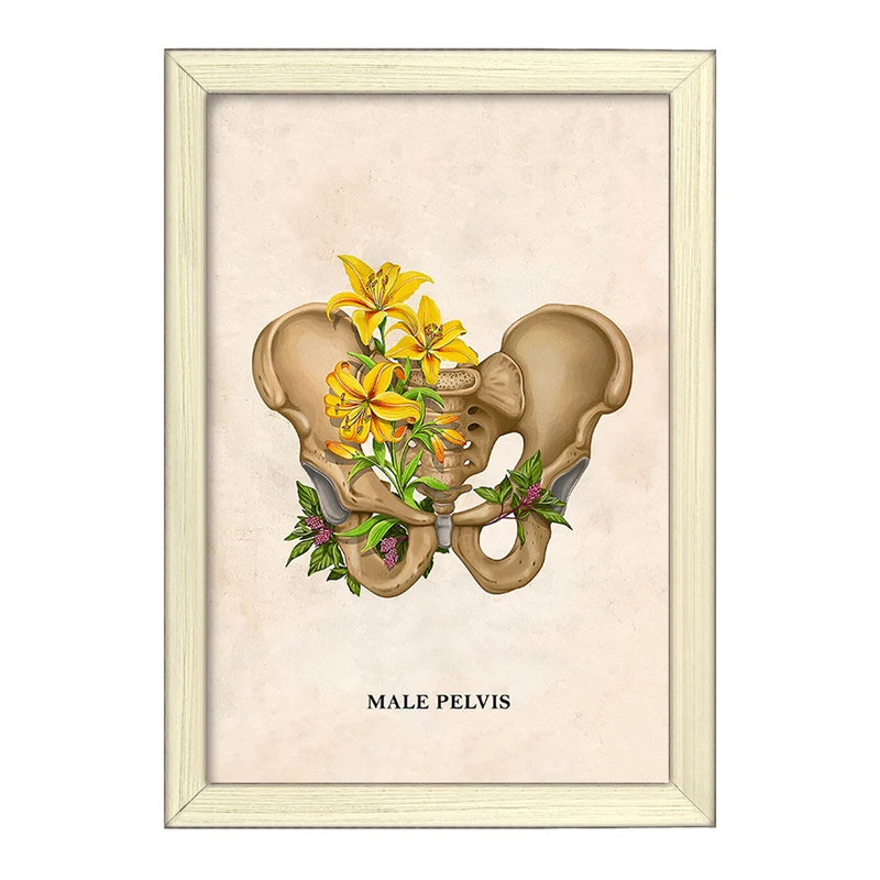 تابلو خندالو طرح آناتومی لگن (Pelvis Anatomy) کد F13999