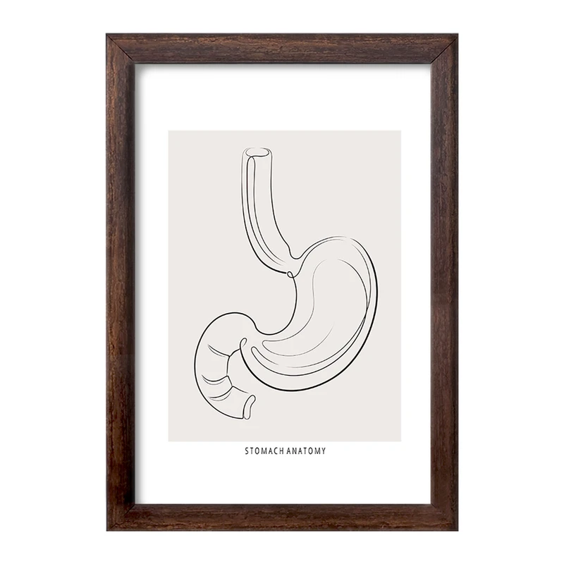 تابلو خندالو طرح آناتومی معده (Stomach Anatomy) کد F13904