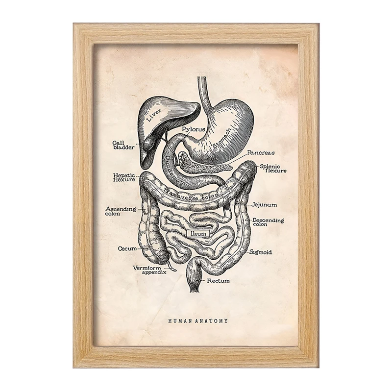 تابلو خندالو طرح آناتومی انسان (Human Anatomy) کد F13950