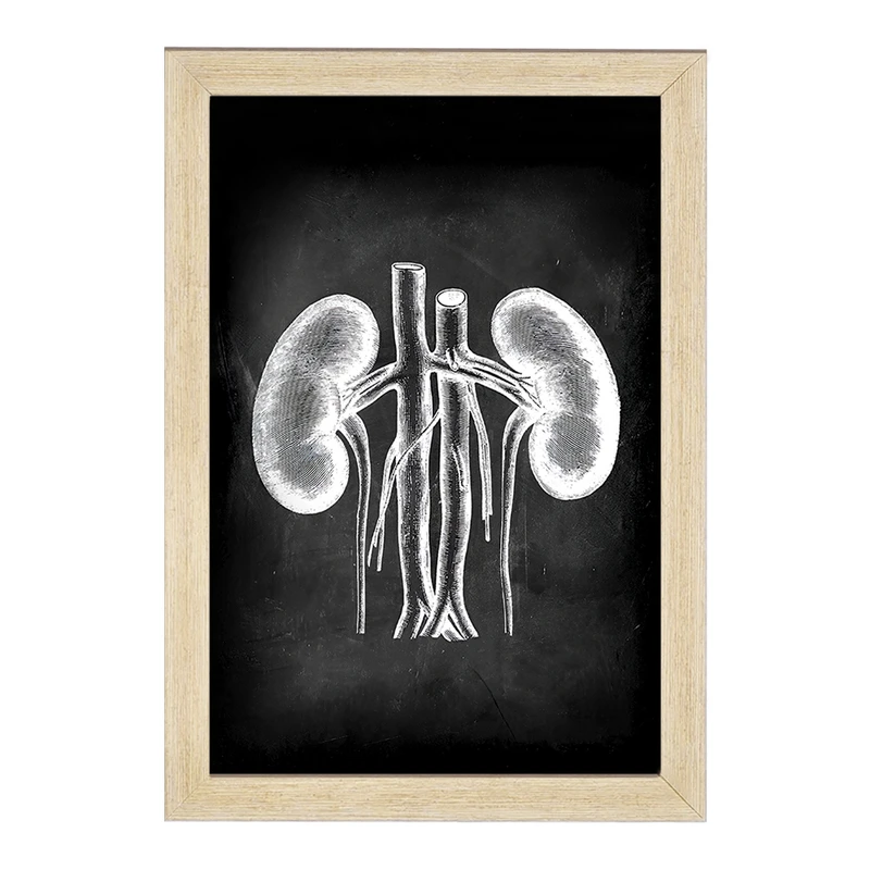 تابلو خندالو طرح آناتومی کلیه (kidney Anatomy) کد F13959