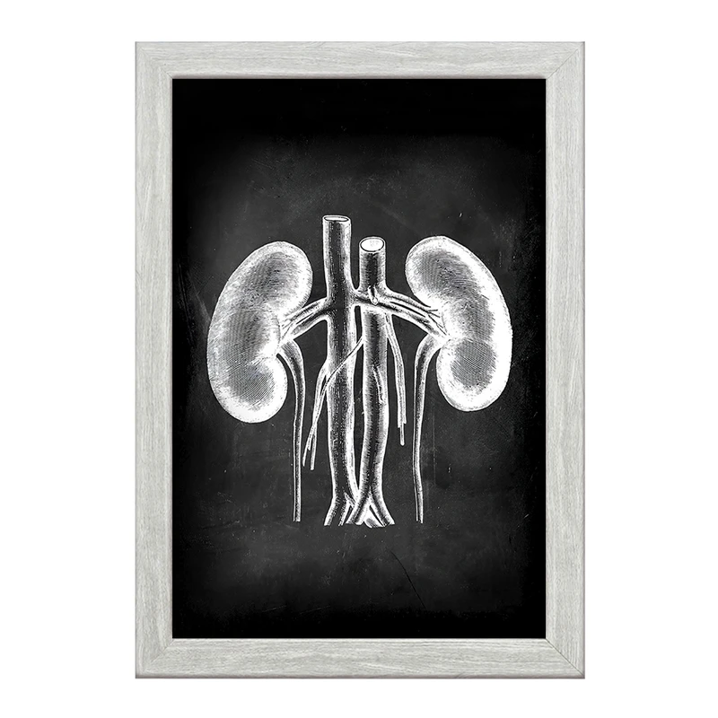 تابلو خندالو طرح آناتومی کلیه (kidney Anatomy) کد F13959