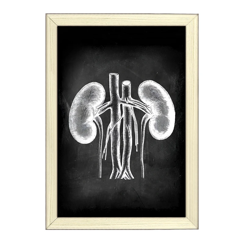 تابلو خندالو طرح آناتومی کلیه (kidney Anatomy) کد F13959