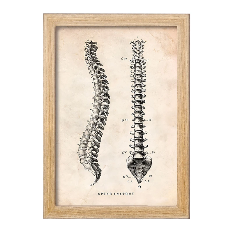 تابلو خندالو طرح آناتومی ستون فقرات (Spine Anatomy) کد F13955