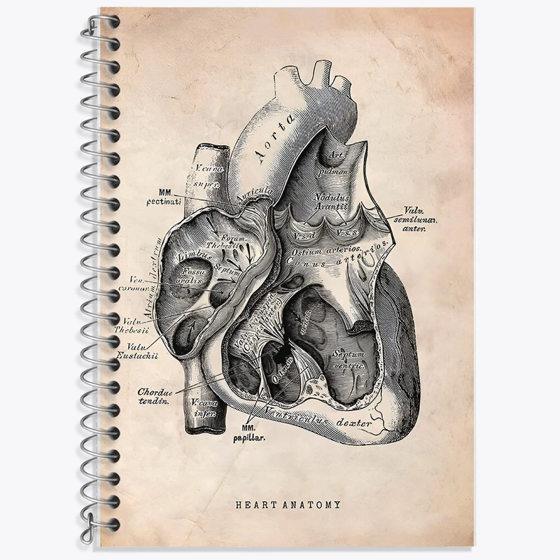 دفتر زبان 50 برگ خندالو مدل سه خط طرح آناتومی قلب (Heart Anatomy) کد F13943