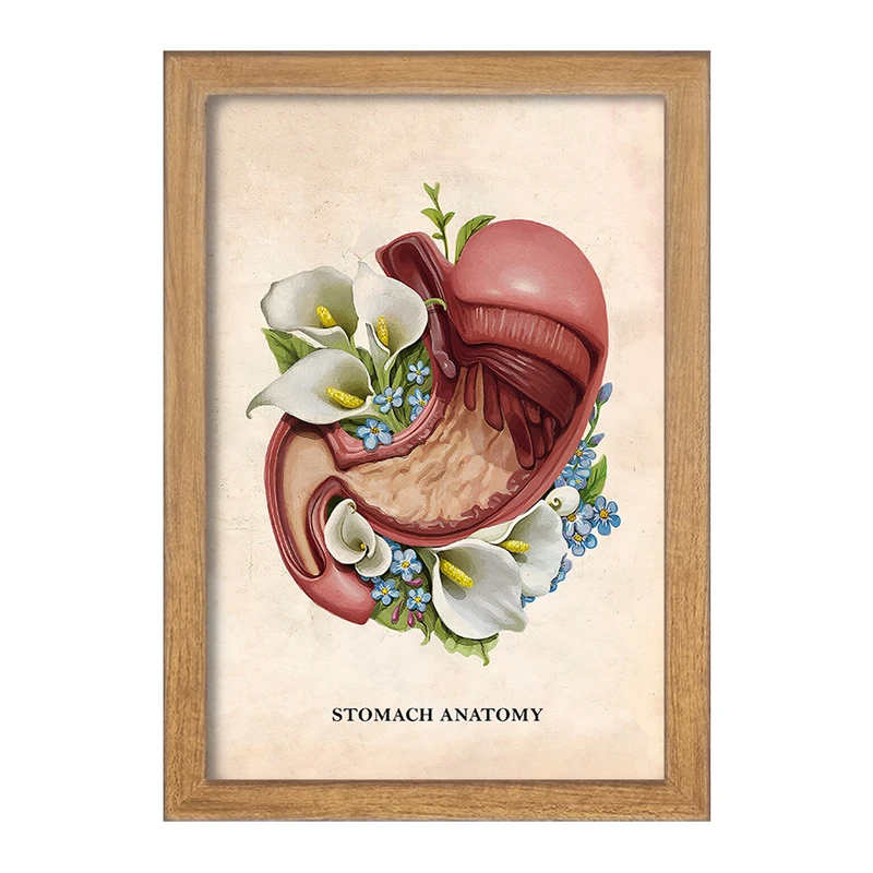 تابلو خندالو طرح آناتومی معده (Stomach Anatomy) کد F14009