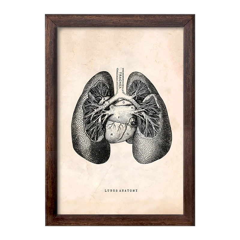 تابلو خندالو طرح آناتومی ریه ها (Lungs Anatomy) کد F13949
