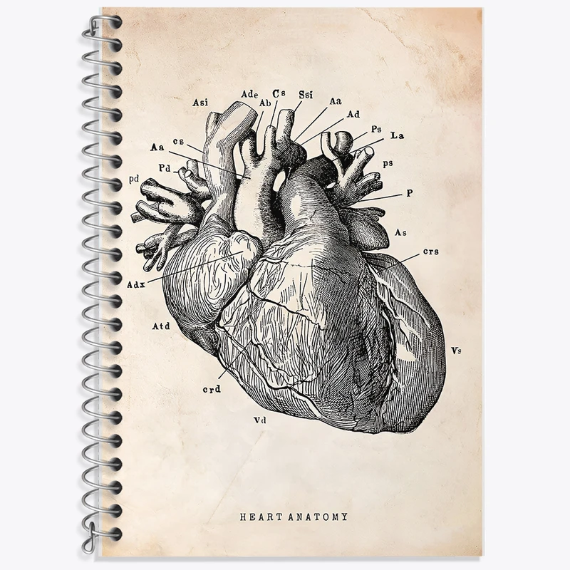دفتر زبان دوخط 50 برگ خندالو طرح آناتومی قلب (Heart Anatomy) کد F13942