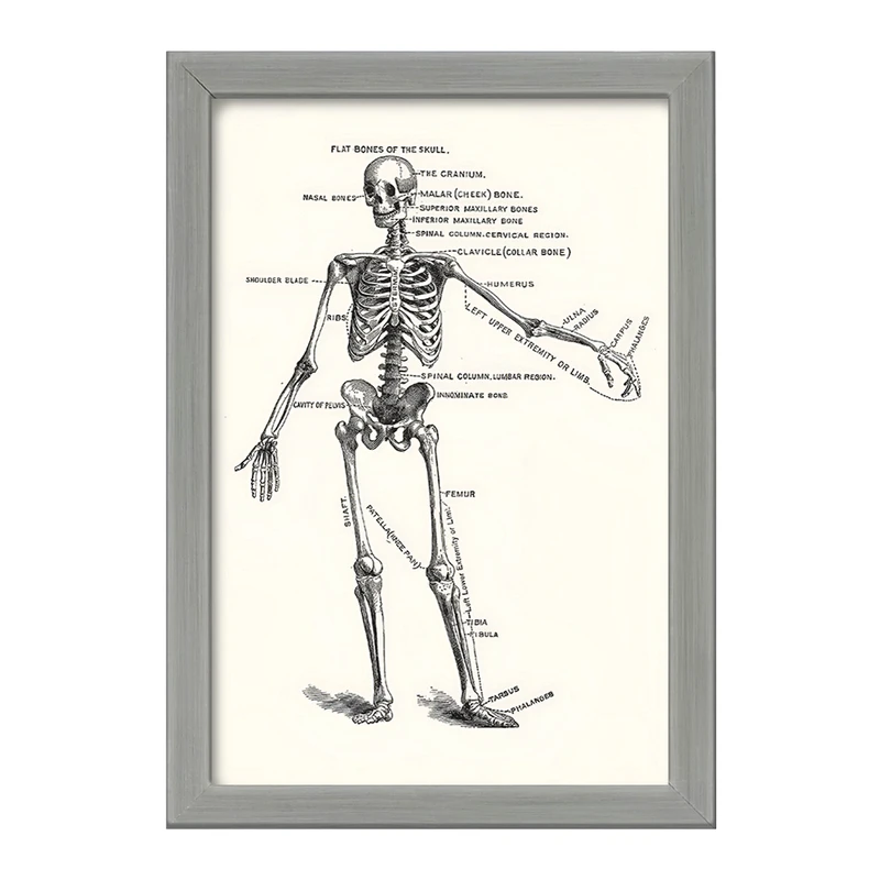 تابلو خندالو طرح آناتومی انسان (Human Anatomy) کد F14050