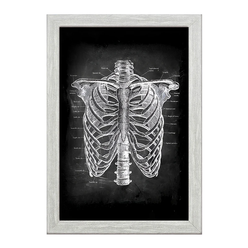 تابلو خندالو طرح آناتومی قفسه سینه (Rib Cage Anatomy) کد F13958