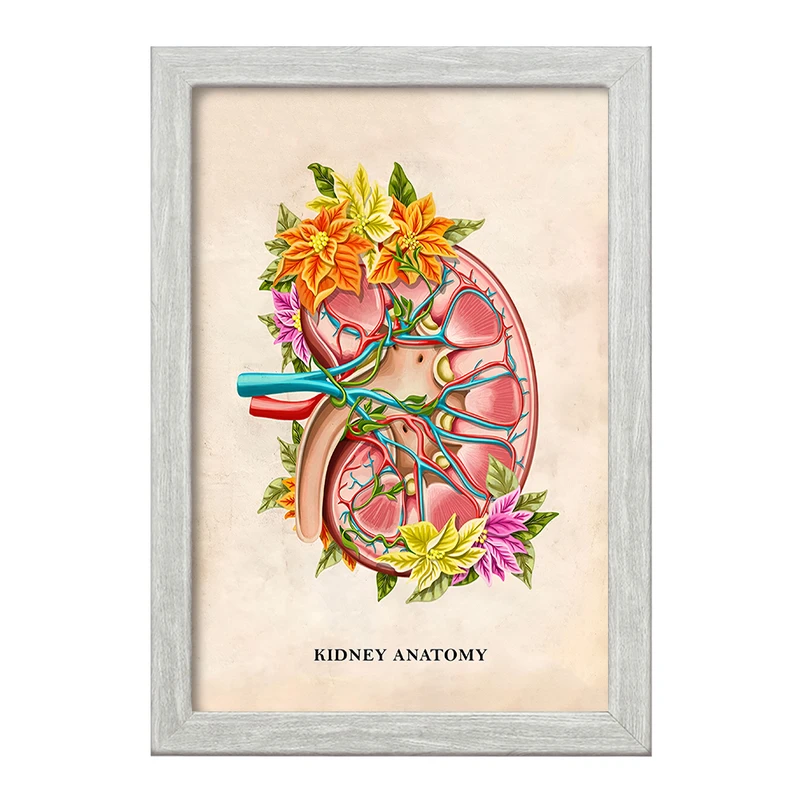 تابلو خندالو طرح آناتومی کلیه (kidney Anatomy) کد F14005