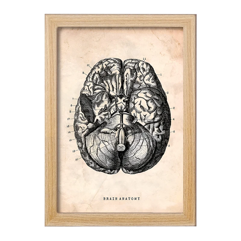 تابلو خندالو طرح آناتومی مغز (Brain Anatomy) کد F13946