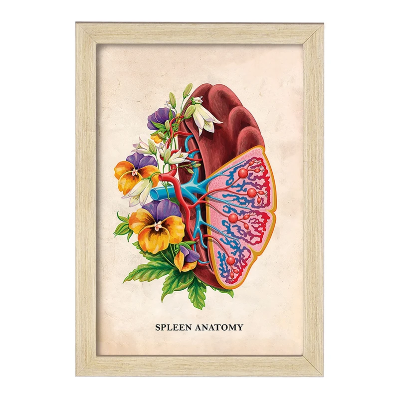 تابلو خندالو طرح آناتومی طحال (Spleen Anatomy) کد F13996