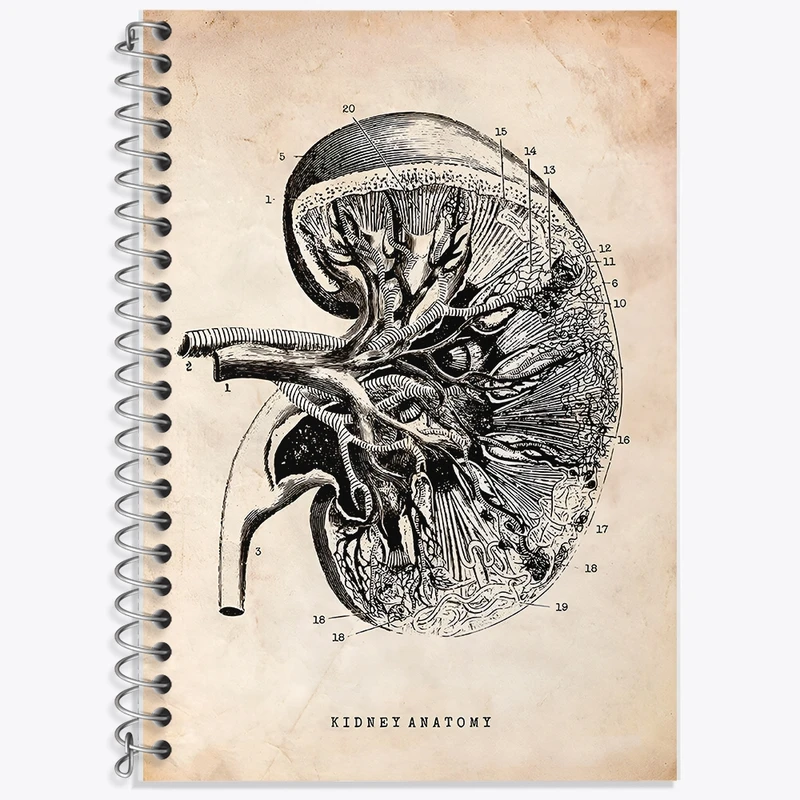 دفتر لغت 50 برگ خندالو طرح آناتومی کلیه (kidney Anatomy) کد F13951