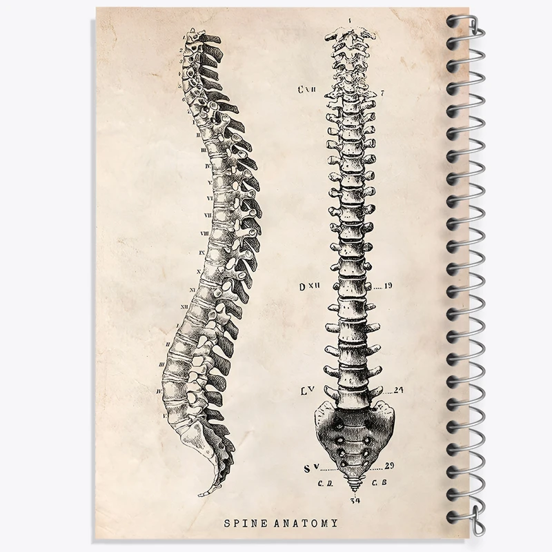 دفتر نقاشی 50 برگ خندالو طرح آناتومی ستون فقرات (Spine Anatomy) کد F13955