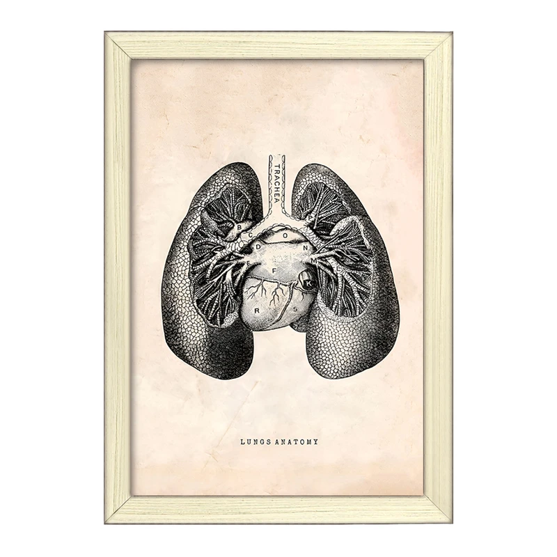 تابلو خندالو طرح آناتومی ریه ها (Lungs Anatomy) کد F13949