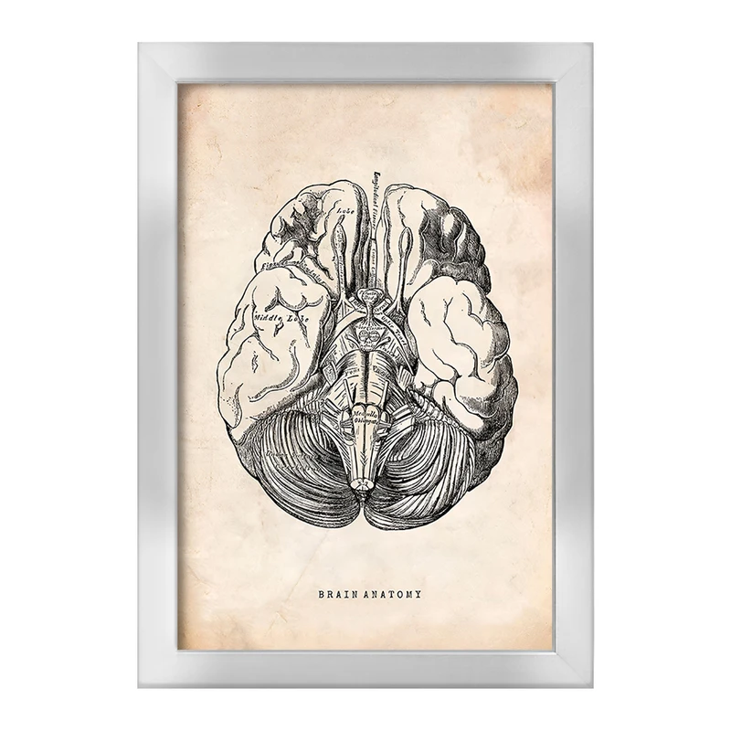 تابلو خندالو طرح آناتومی مغز (Brain Anatomy) کد F13945