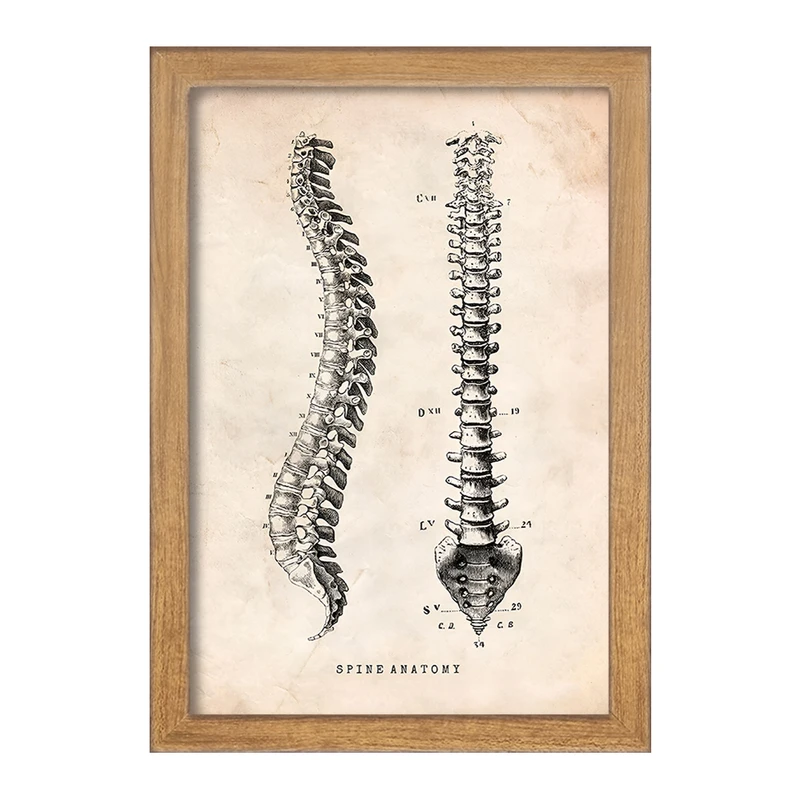 تابلو خندالو طرح آناتومی ستون فقرات (Spine Anatomy) کد F13955