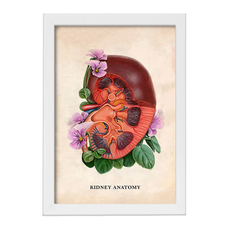 تابلو خندالو طرح آناتومی کلیه (kidney Anatomy) کد F14011