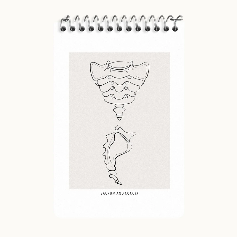 دفتر یادداشت 50 برگ خندالو طرح آناتومی استخوان خاجی (Sacrum And Coccyx Anatomy) کد F13918