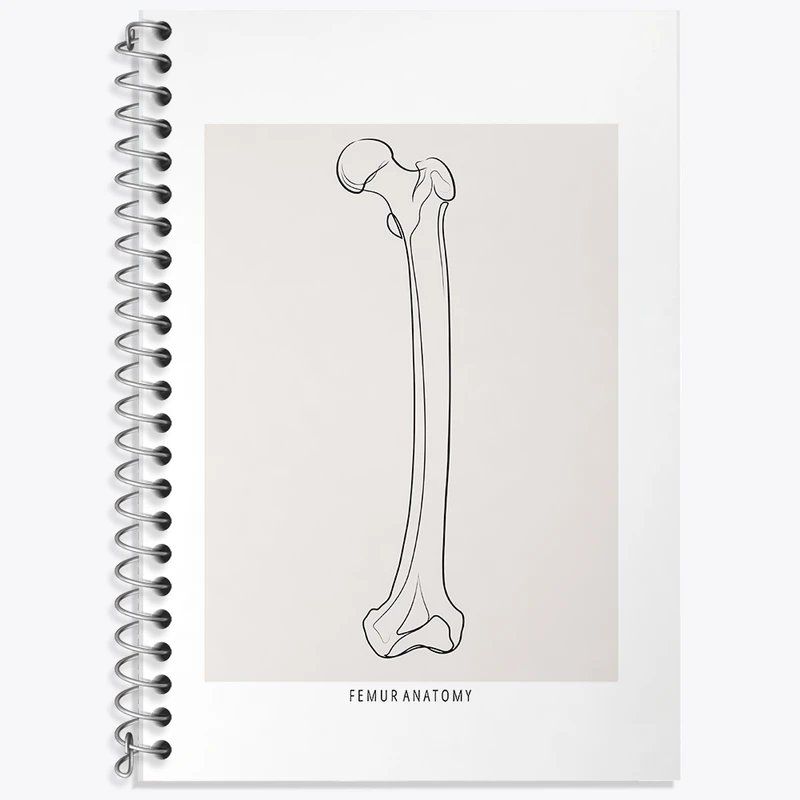 دفتر نت موسیقی 50 برگ خندالو طرح آناتومی استخوان ران (Femur Anatomy) کد F13917