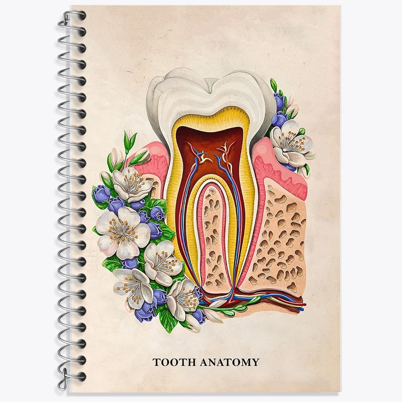 دفتر زبان 50 برگ خندالو مدل سه خط طرح آناتومی دندان (Tooth Anatomy) کد F14012
