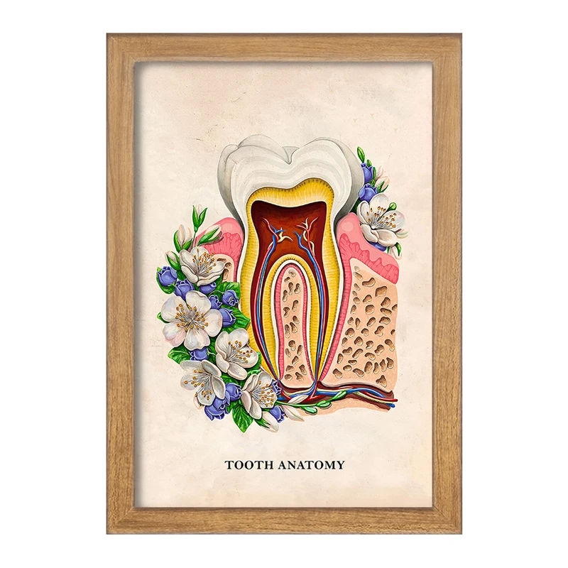 تابلو خندالو طرح آناتومی دندان (Tooth Anatomy) کد F14012