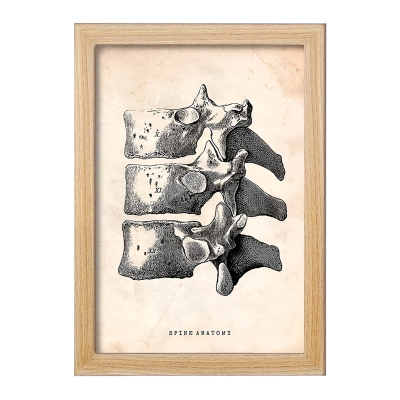 تابلو خندالو طرح آناتومی ستون فقرات (Spine Anatomy) کد F13954