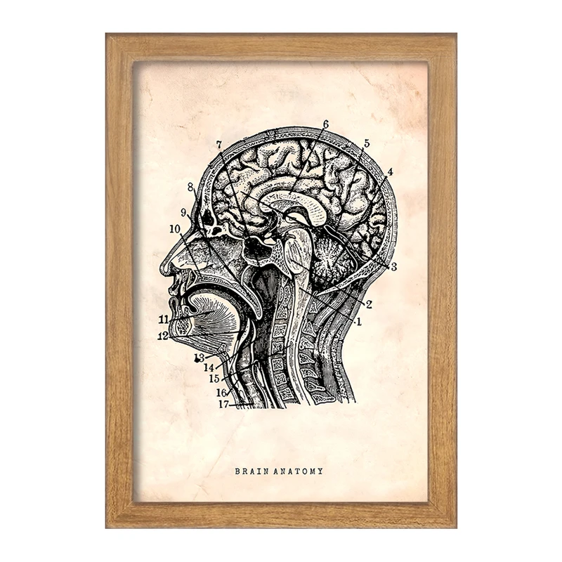 تابلو خندالو طرح آناتومی مغز (Brain Anatomy) کد F13947