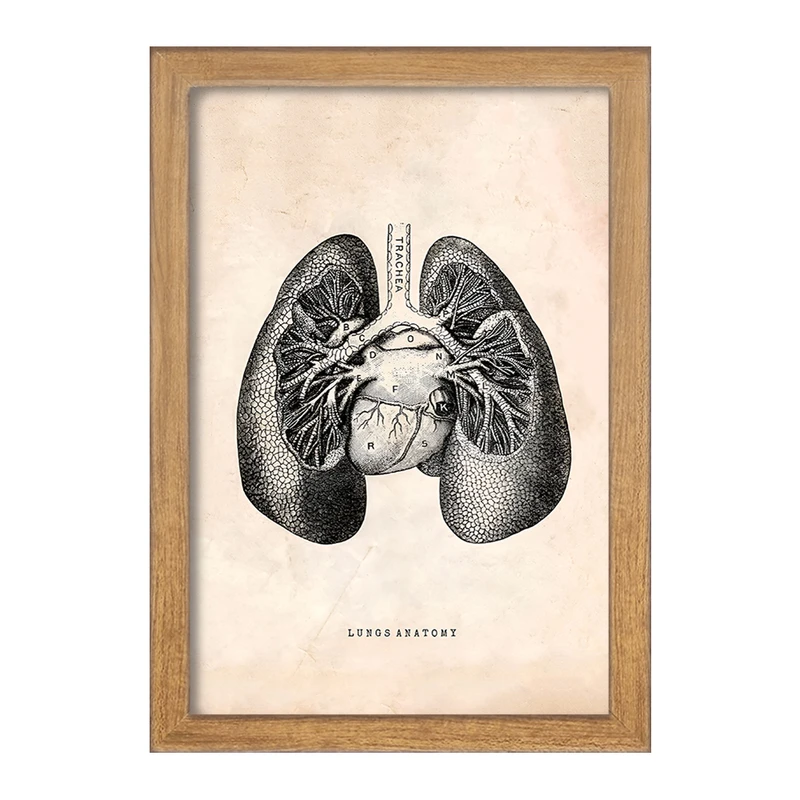 تابلو خندالو طرح آناتومی ریه ها (Lungs Anatomy) کد F13949