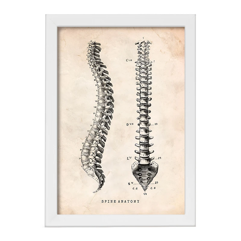تابلو خندالو طرح آناتومی ستون فقرات (Spine Anatomy) کد F13955