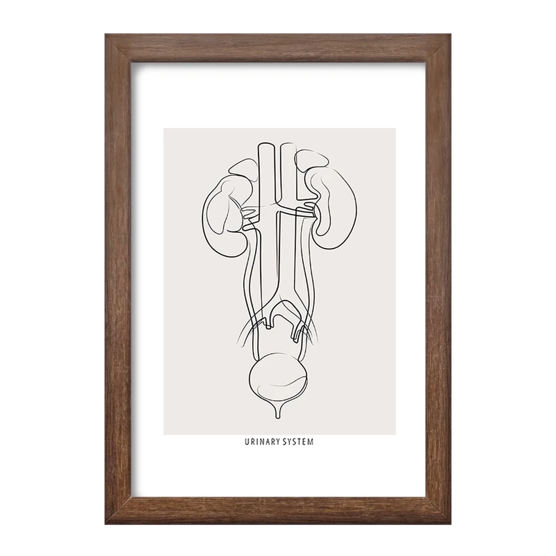 تابلو خندالو طرح سیستم ادراری (Urinary System) کد F13934