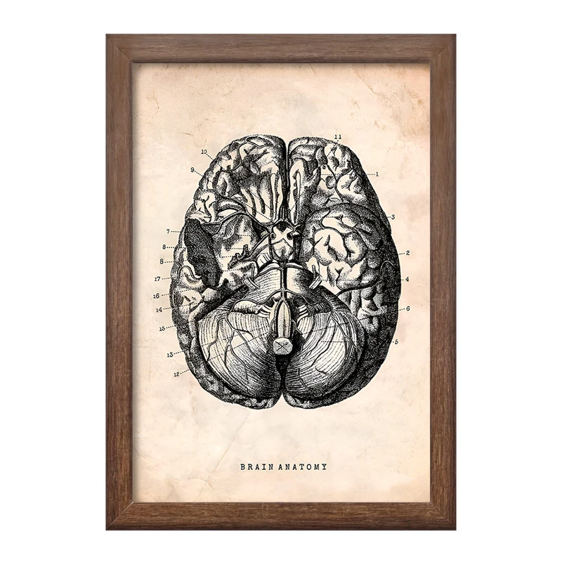 تابلو خندالو طرح آناتومی مغز (Brain Anatomy) کد F13946