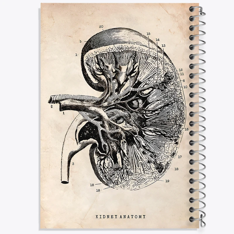 دفتر مشق 100 برگ خندالو طرح آناتومی کلیه (kidney Anatomy) کد F13951
