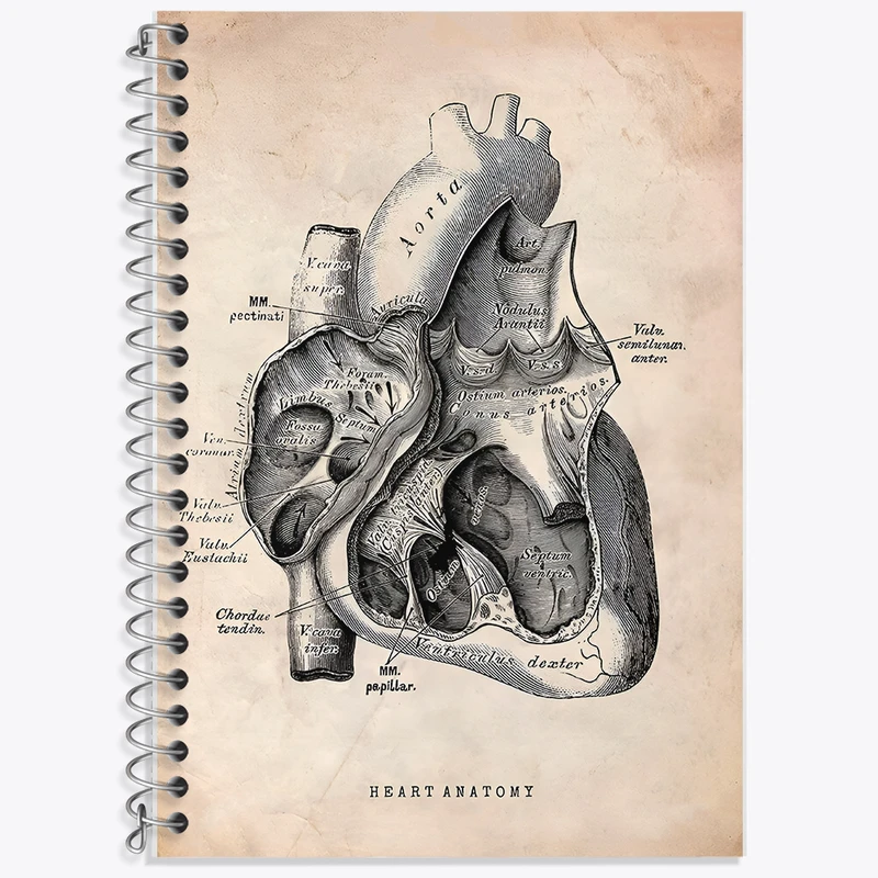 دفتر نت موسیقی 50 برگ خندالو طرح آناتومی قلب (Heart Anatomy) کد F13943