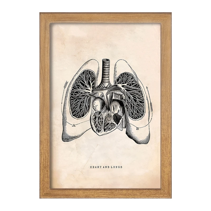 تابلو خندالو طرح آناتومی قلب (Heart Anatomy) کد F13952