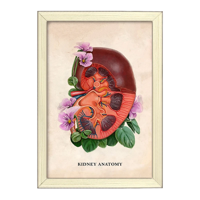 تابلو خندالو طرح آناتومی کلیه (kidney Anatomy) کد F14011