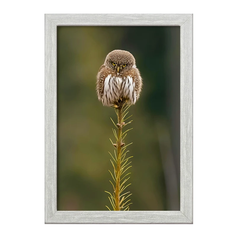 تابلو خندالو طرح جغد کد F8871