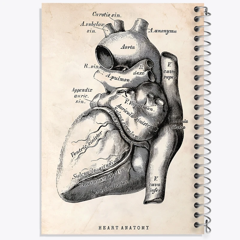 دفتر طراحی 50 برگ خندالو طرح آناتومی قلب (Heart Anatomy) کد F13944