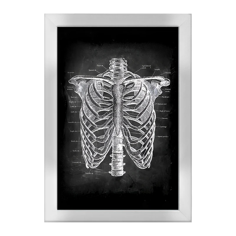 تابلو خندالو طرح آناتومی قفسه سینه (Rib Cage Anatomy) کد F13958