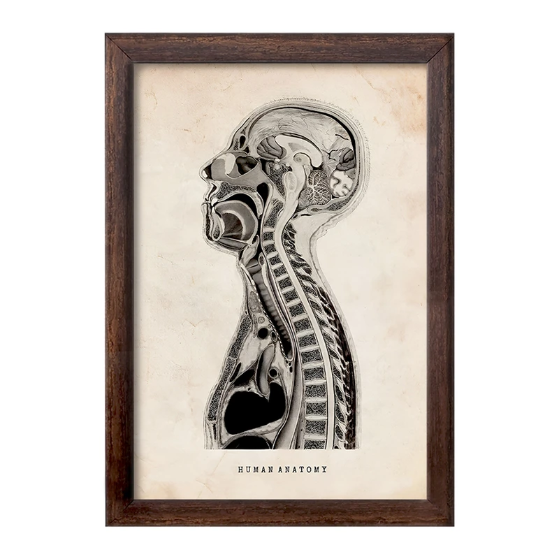 تابلو خندالو طرح آناتومی انسان (Human Anatomy) کد F13948