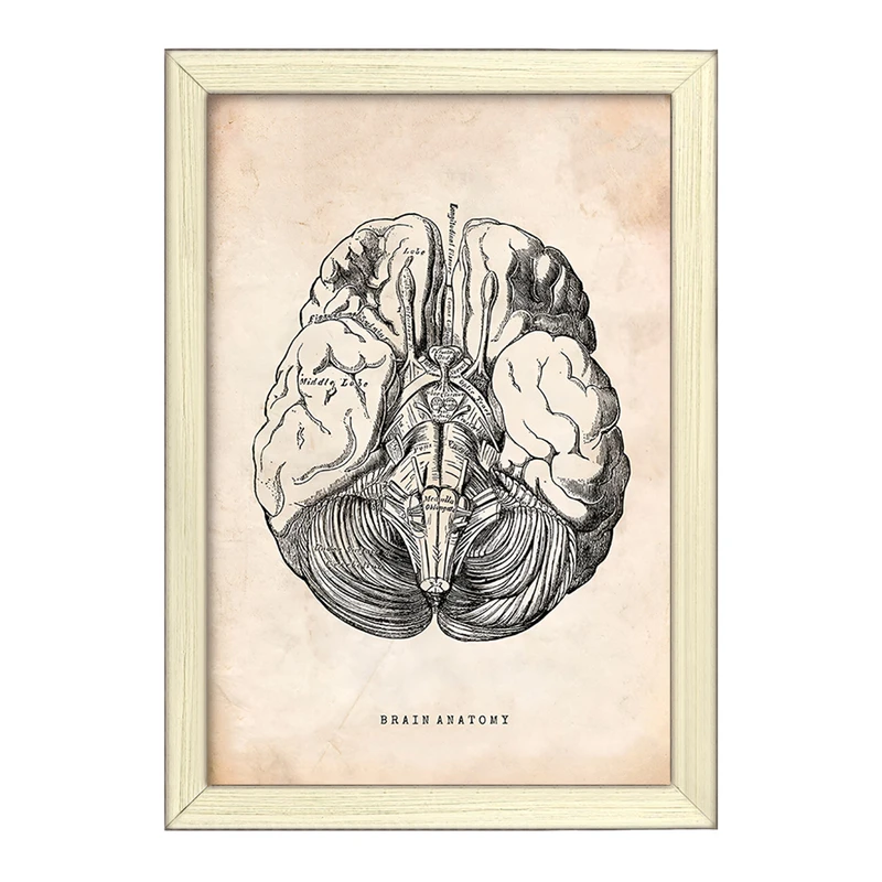 تابلو خندالو طرح آناتومی مغز (Brain Anatomy) کد F13945