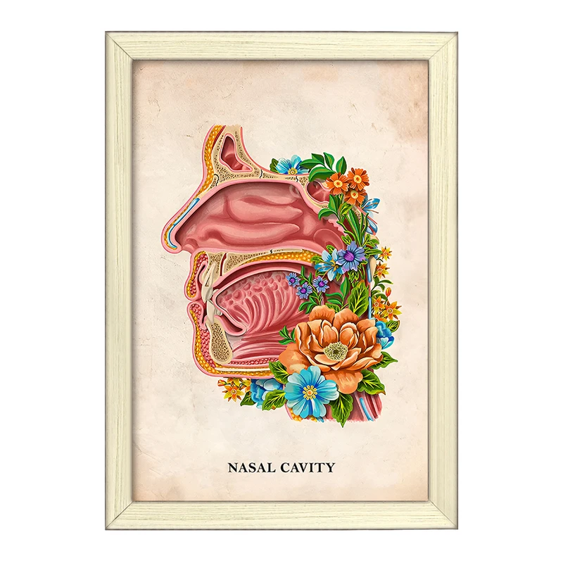 تابلو خندالو طرح حفره بینی (Nasal Cavity) کد F13992