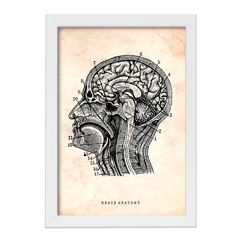 تابلو خندالو طرح آناتومی مغز (Brain Anatomy) کد F13947