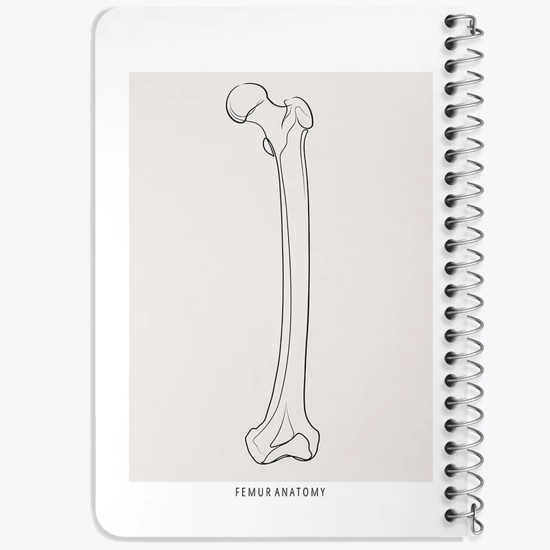 دفتر یادداشت 50 برگ خندالو طرح آناتومی استخوان ران (Femur Anatomy) کد F13917