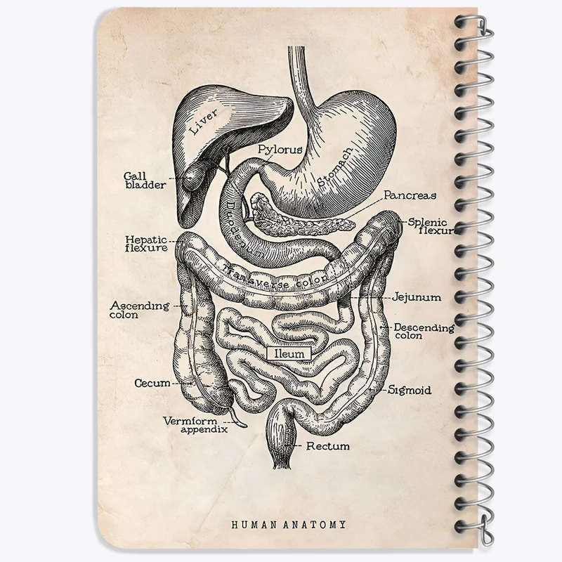 دفتر یادداشت 50 برگ خندالو طرح آناتومی انسان (Human Anatomy) کد F13950