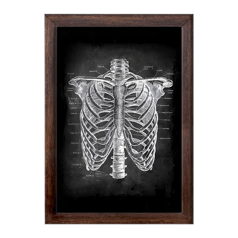 تابلو خندالو طرح آناتومی قفسه سینه (Rib Cage Anatomy) کد F13958