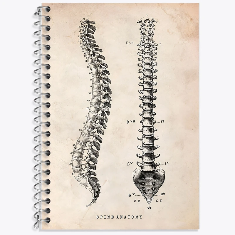 دفتر لغت 50 برگ خندالو طرح آناتومی ستون فقرات (Spine Anatomy) کد F13955
